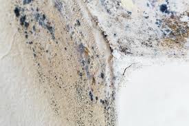 Best Black Mold Removal in Eagle Mountain, UT